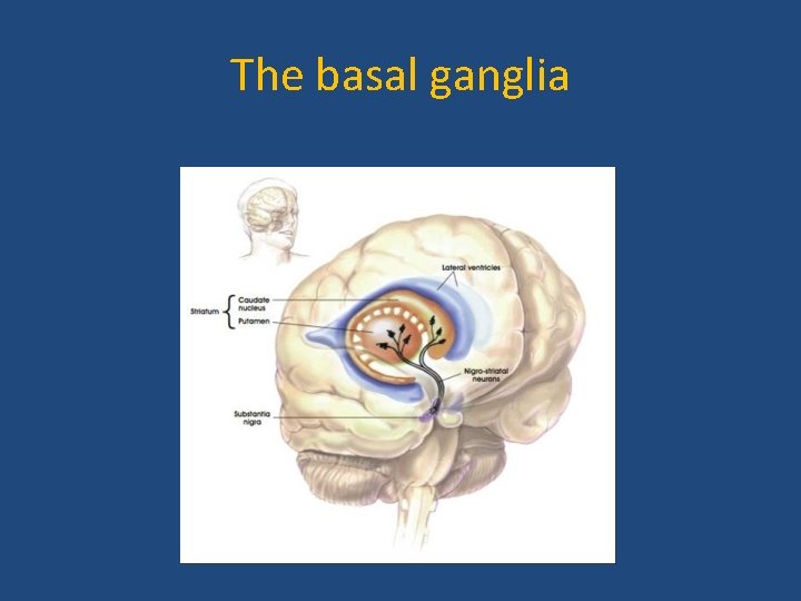 The basal ganglia 