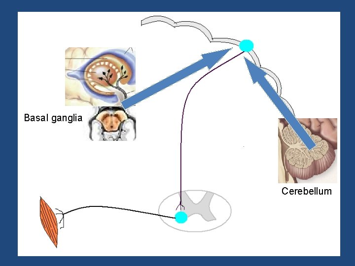 Basal ganglia Cerebellum 