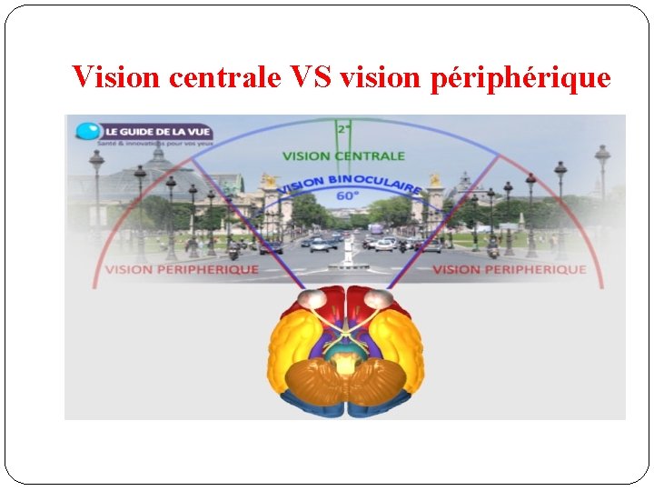 Vision centrale VS vision périphérique 