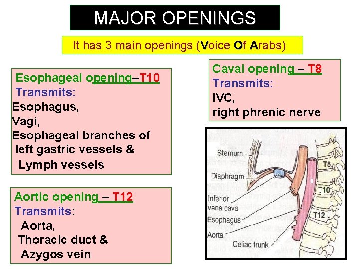 MAJOR OPENINGS It has 3 main openings (Voice Of Arabs) Esophageal opening–T 10 Transmits:
