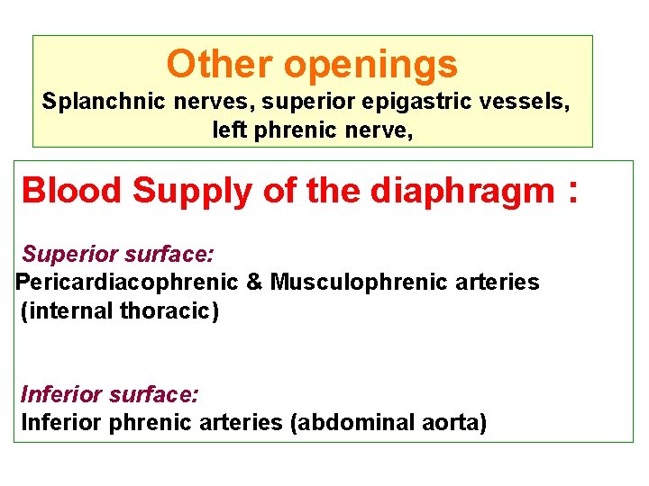 Other openings Splanchnic nerves, superior epigastric vessels, left phrenic nerve, Blood Supply of the