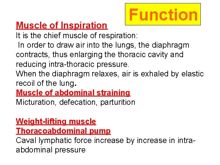 Muscle of Inspiration Function It is the chief muscle of respiration: In order to