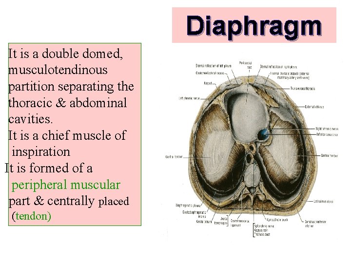 Diaphragm It is a double domed, musculotendinous partition separating the thoracic & abdominal cavities.