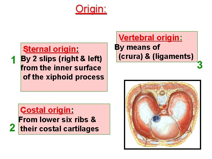 Origin: Vertebral origin: Sternal origin: 1 By 2 slips (right & left) from the