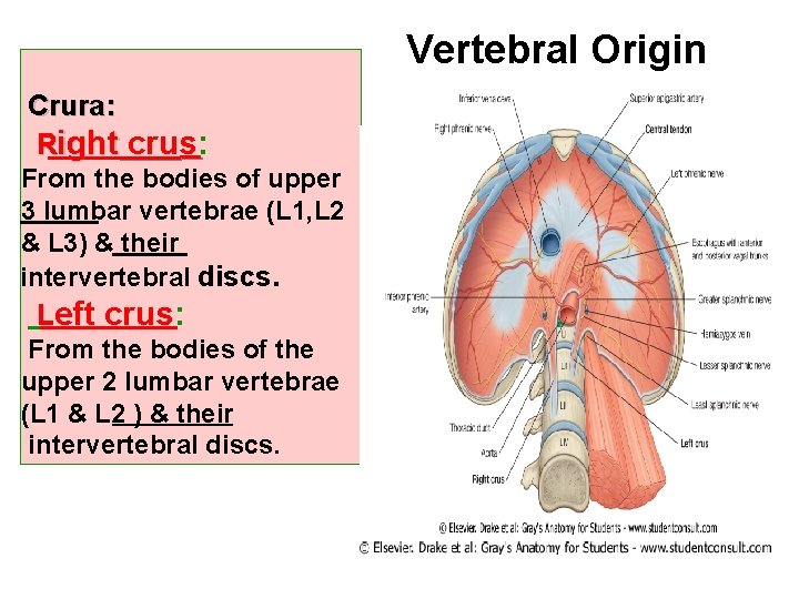 Vertebral Origin Crura: Right crus: From the bodies of upper 3 lumbar vertebrae (L