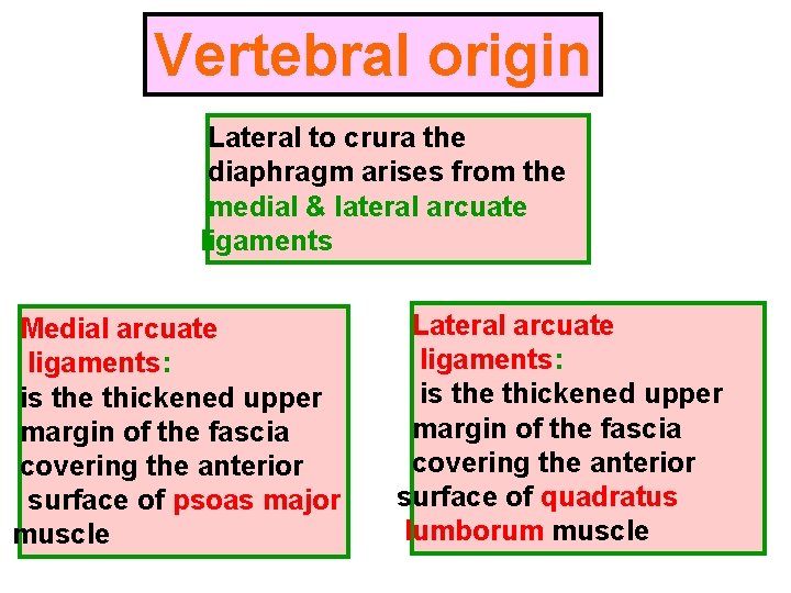 Vertebral origin Lateral to crura the diaphragm arises from the medial & lateral arcuate Vertebral origin Lateral to crura the diaphragm arises from the medial & lateral arcuate