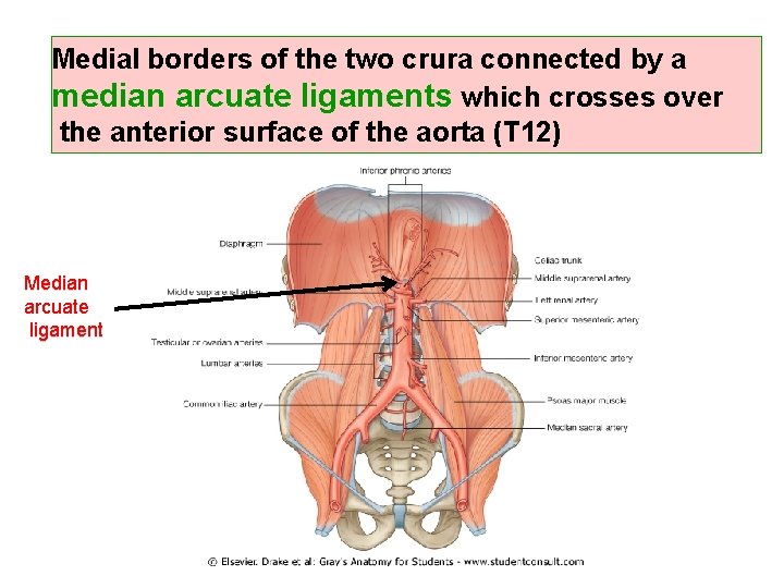 Medial borders of the two crura connected by a median arcuate ligaments which crosses