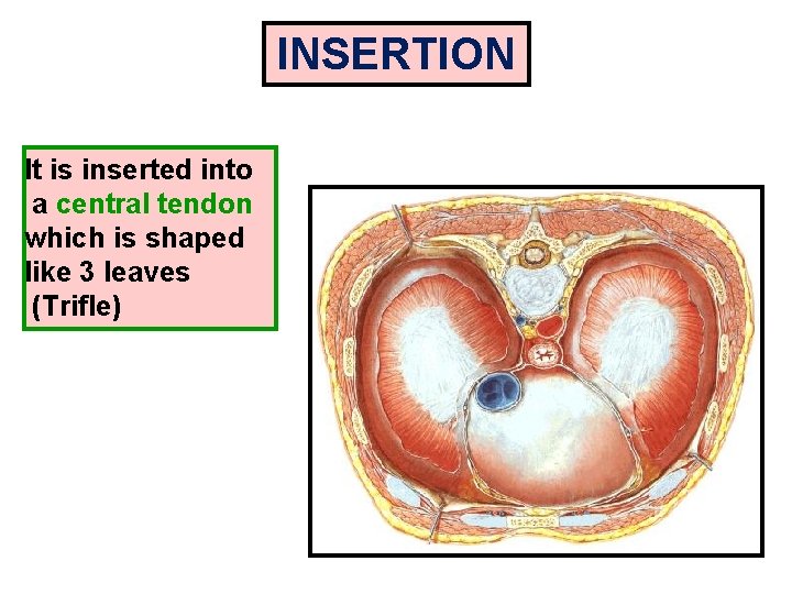 INSERTION It is inserted into a central tendon which is shaped like 3 leaves