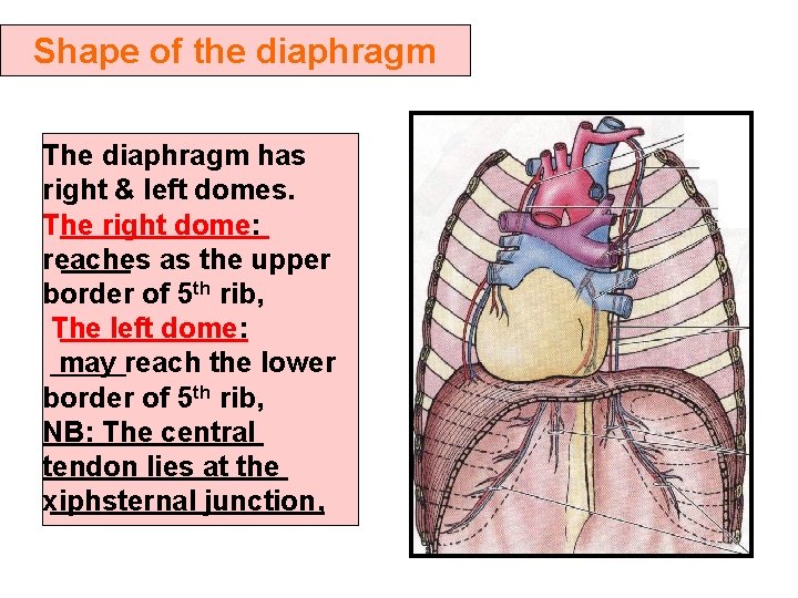 Shape of the diaphragm The diaphragm has right & left domes. The right dome: Shape of the diaphragm The diaphragm has right & left domes. The right dome:
