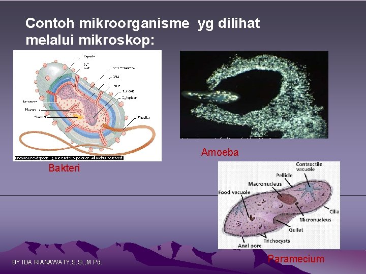 Contoh mikroorganisme yg dilihat melalui mikroskop: Amoeba Bakteri BY IDA RIANAWATY, S. Si. ,