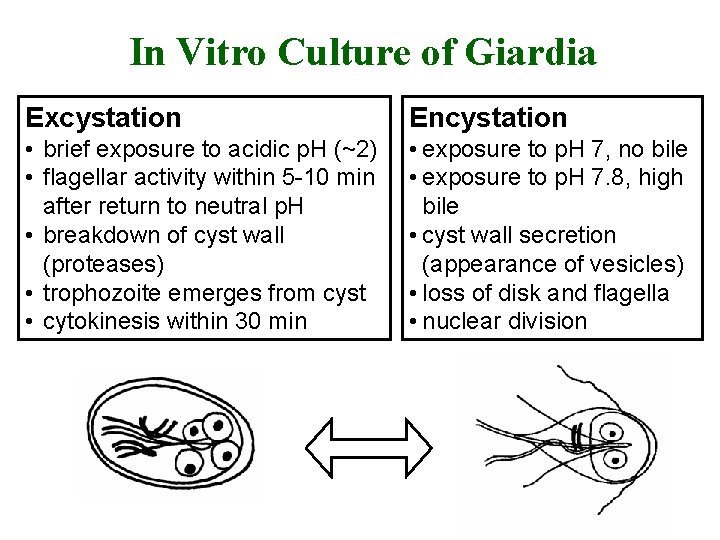 In Vitro Culture of Giardia Excystation Encystation • brief exposure to acidic p. H