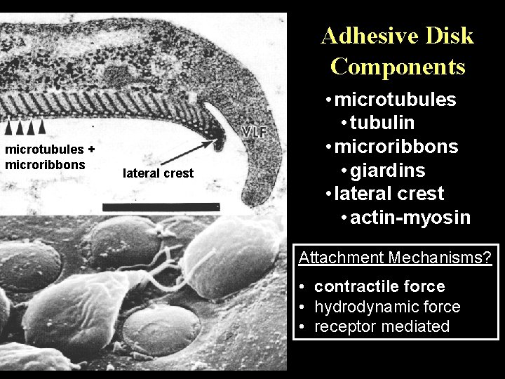 Adhesive Disk Components microtubules + microribbons lateral crest • microtubules • tubulin • microribbons