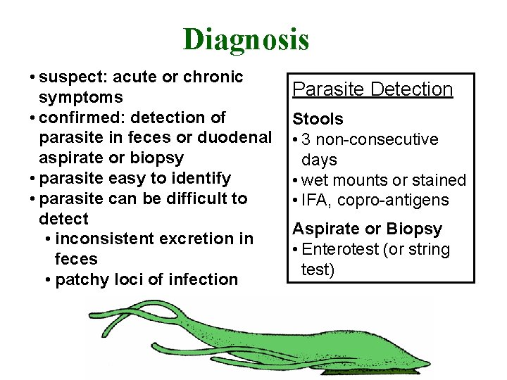 Diagnosis • suspect: acute or chronic symptoms • confirmed: detection of parasite in feces