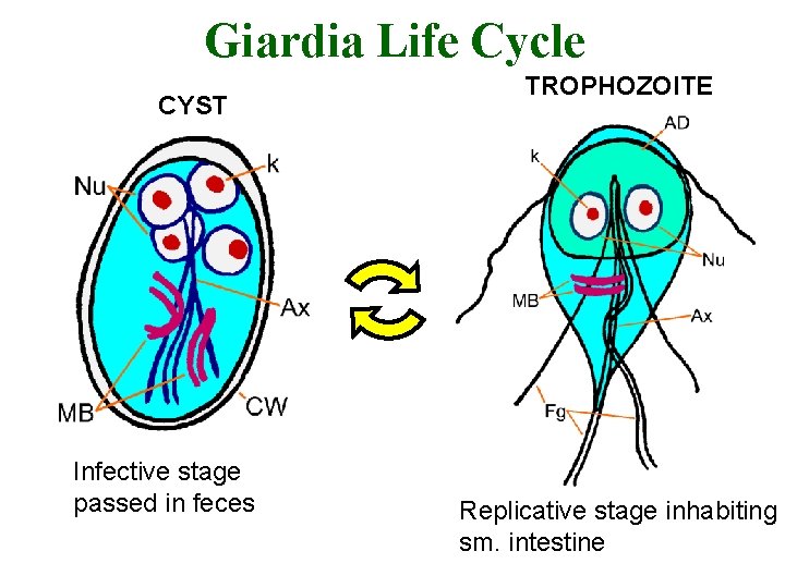 Giardia Life Cycle CYST Infective stage passed in feces TROPHOZOITE Replicative stage inhabiting sm.