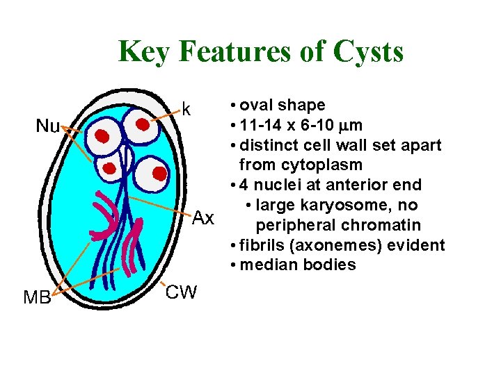 Key Features of Cysts • oval shape • 11 -14 x 6 -10 m