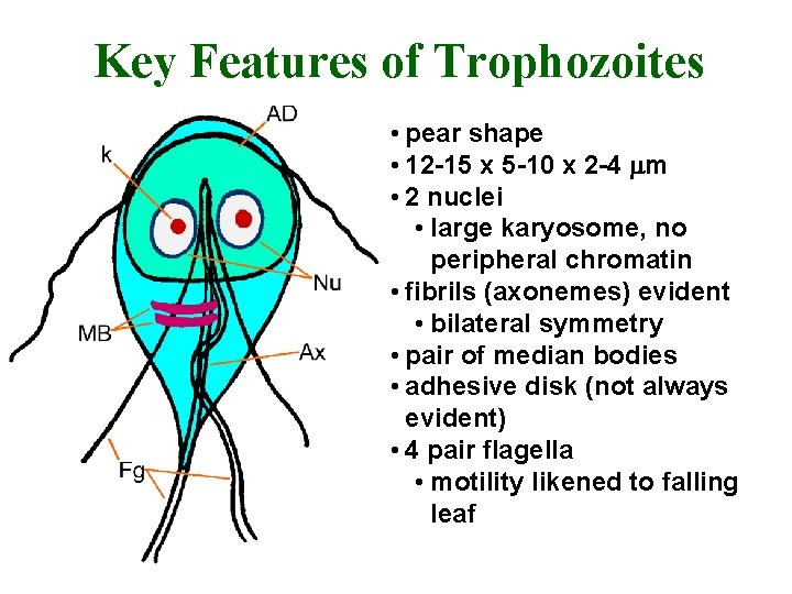 Key Features of Trophozoites • pear shape • 12 -15 x 5 -10 x