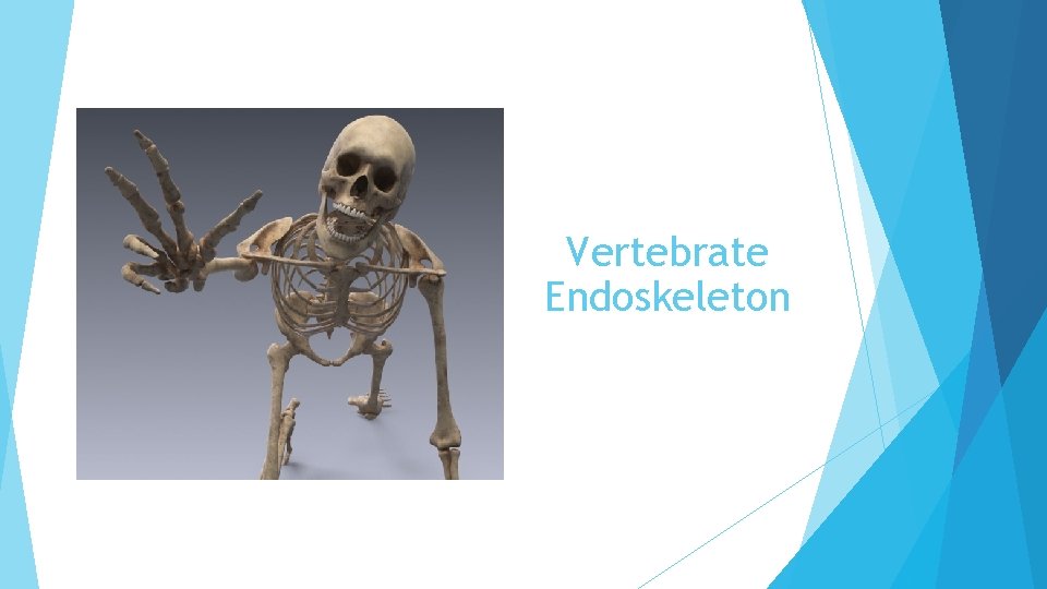 Vertebrate Endoskeleton 