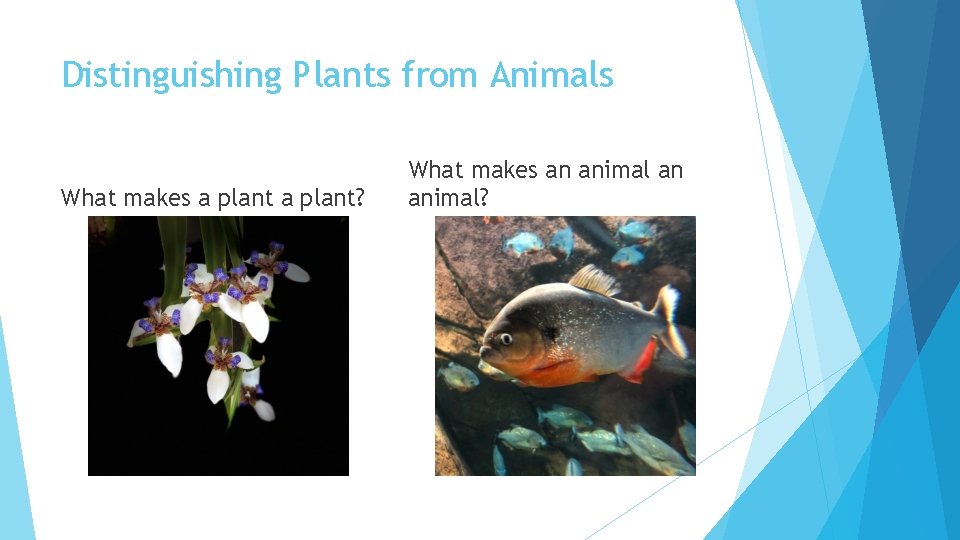 Distinguishing Plants from Animals What makes a plant? What makes an animal? 