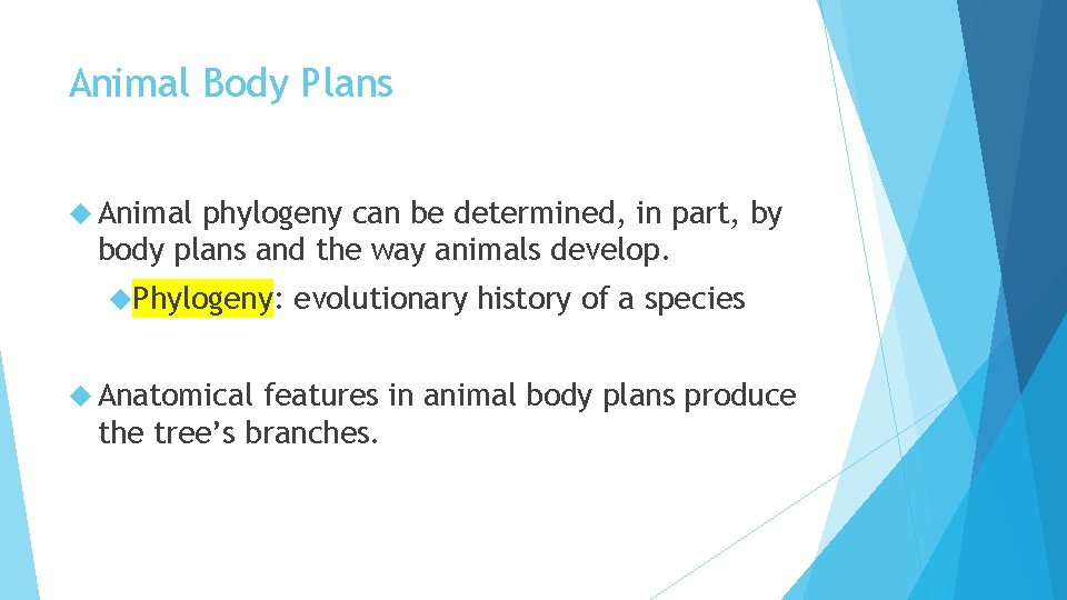 Animal Body Plans Animal phylogeny can be determined, in part, by body plans and