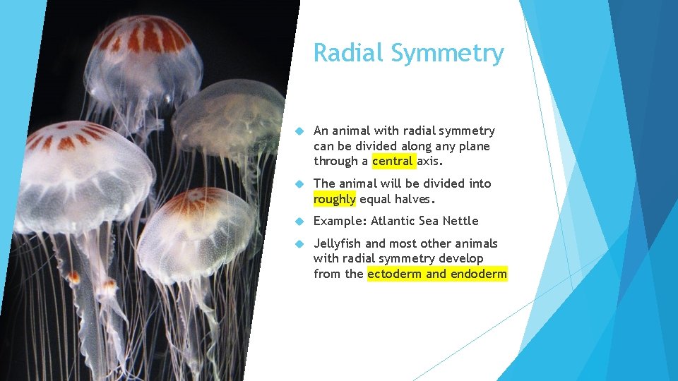 Radial Symmetry An animal with radial symmetry can be divided along any plane through