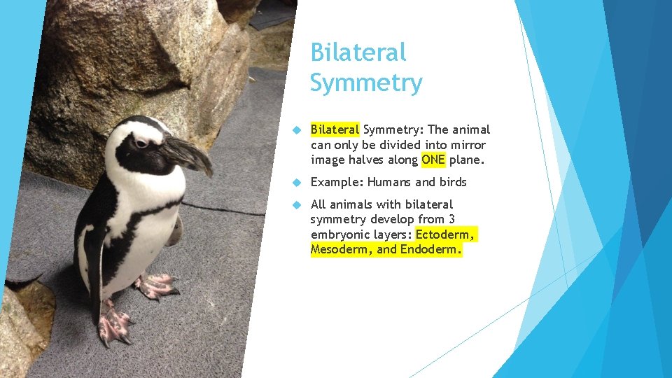 Bilateral Symmetry Bilateral Symmetry: The animal can only be divided into mirror image halves