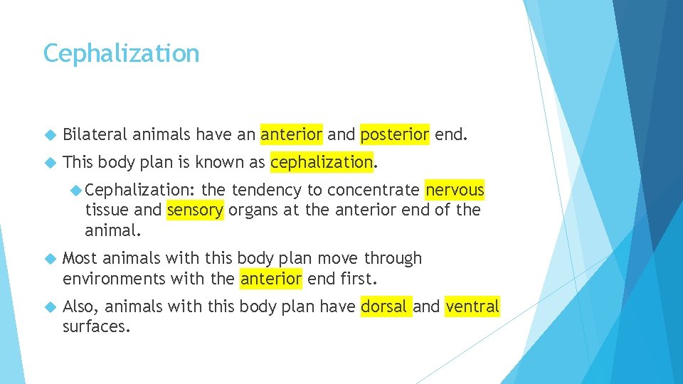 Cephalization Bilateral animals have an anterior and posterior end. This body plan is known