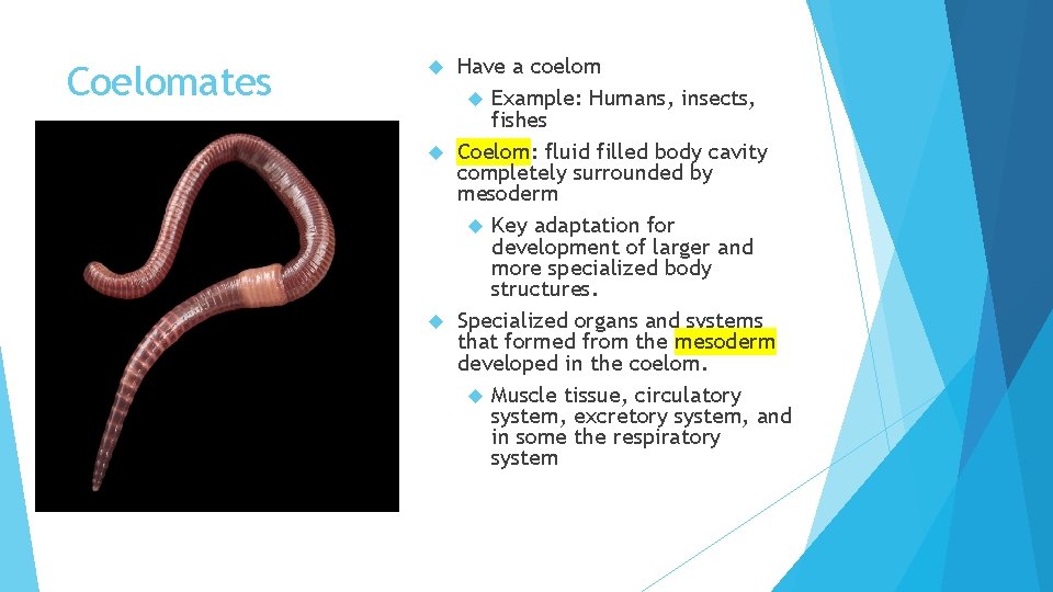 Coelomates Have a coelom Example: Humans, insects, fishes Coelom: fluid filled body cavity completely