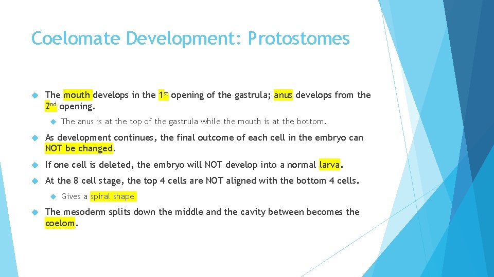 Coelomate Development: Protostomes The mouth develops in the 1 st opening of the gastrula;