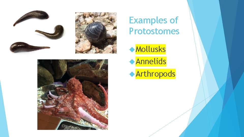 Examples of Protostomes Mollusks Annelids Arthropods 