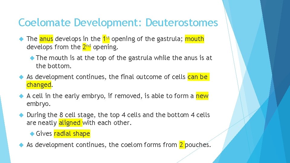 Coelomate Development: Deuterostomes The anus develops in the 1 st opening of the gastrula;