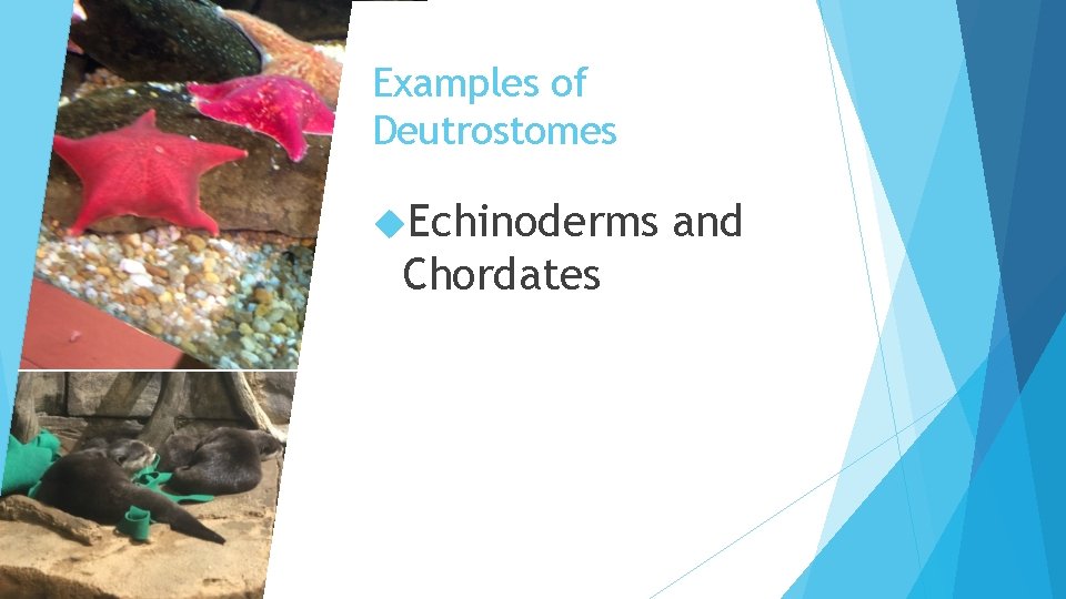Examples of Deutrostomes Echinoderms Chordates and 