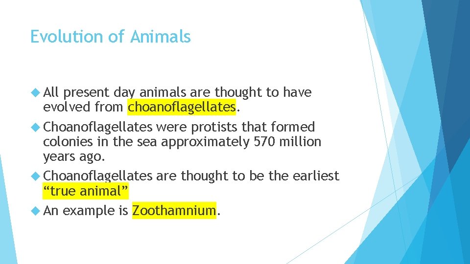 Evolution of Animals All present day animals are thought to have evolved from choanoflagellates.