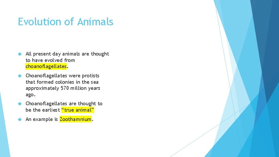 Evolution of Animals All present day animals are thought to have evolved from choanoflagellates.