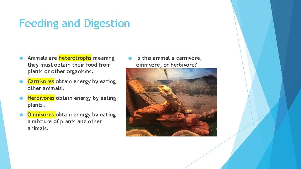Feeding and Digestion Animals are heterotrophs meaning they must obtain their food from plants