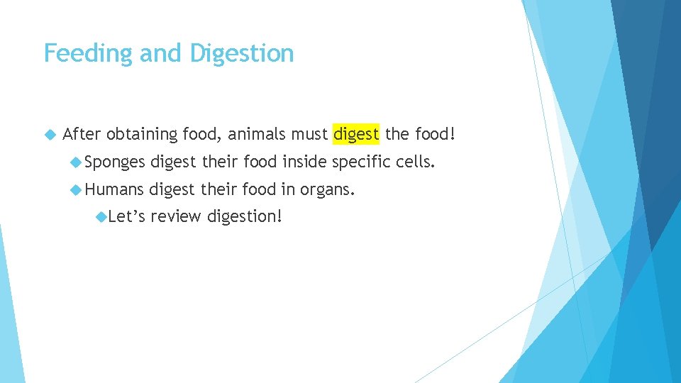 Feeding and Digestion After obtaining food, animals must digest the food! Sponges digest their