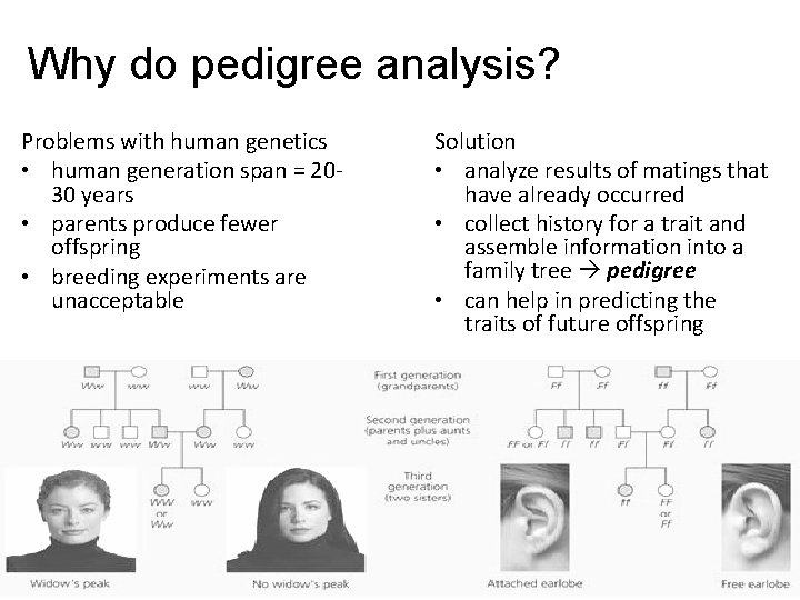 Why do pedigree analysis? Problems with human genetics • human generation span = 2030 Why do pedigree analysis? Problems with human genetics • human generation span = 2030
