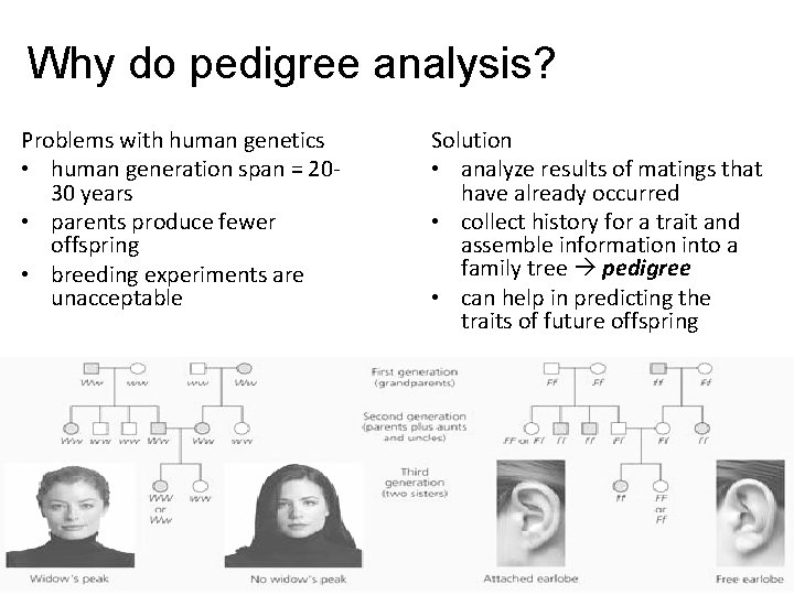 Why do pedigree analysis? Problems with human genetics • human generation span = 2030