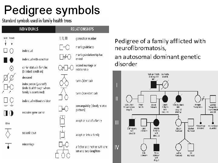 Pedigree symbols Pedigree of a family afflicted with neurofibromatosis, an autosomal dominant genetic disorder