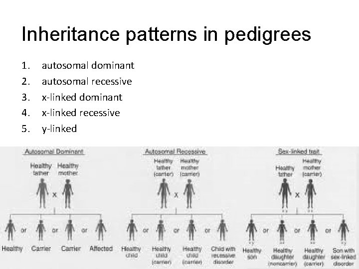 Inheritance patterns in pedigrees 1. 2. 3. 4. 5. autosomal dominant autosomal recessive x-linked