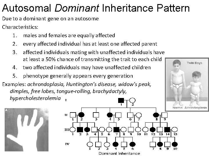 Autosomal Dominant Inheritance Pattern Due to a dominant gene on an autosome Characteristics: 1.