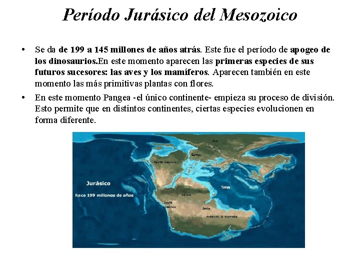 Período Jurásico del Mesozoico • • Se da de 199 a 145 millones de