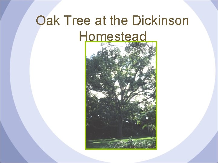 Oak Tree at the Dickinson Homestead 