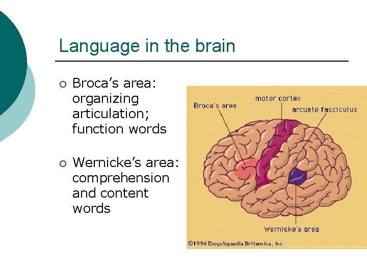 Language in the brain ¡ Broca’s area: organizing articulation; function words ¡ Wernicke’s area: