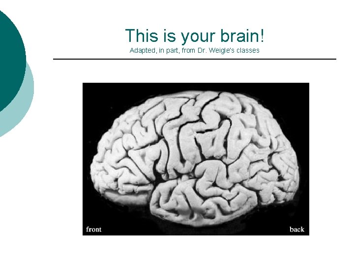 This is your brain! Adapted, in part, from Dr. Weigle’s classes 