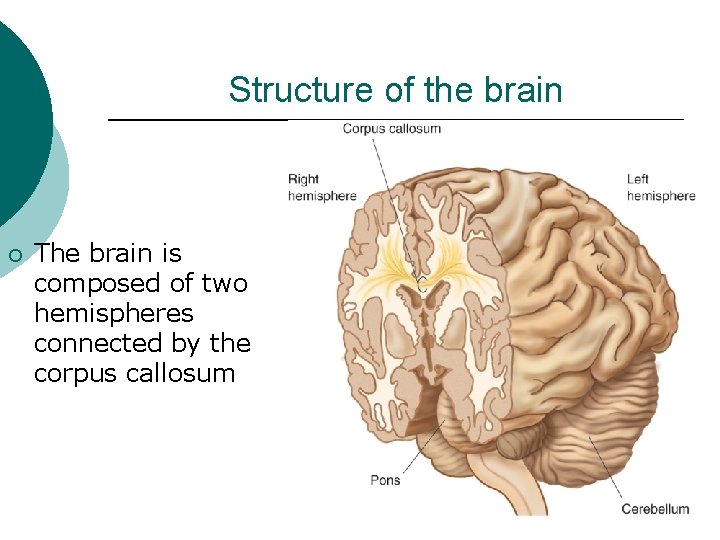 Structure of the brain ¡ The brain is composed of two hemispheres connected by