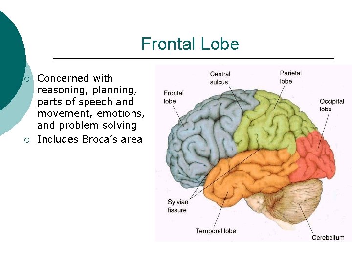 Frontal Lobe ¡ ¡ Concerned with reasoning, planning, parts of speech and movement, emotions,