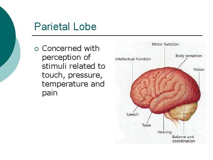 Parietal Lobe ¡ Concerned with perception of stimuli related to touch, pressure, temperature and