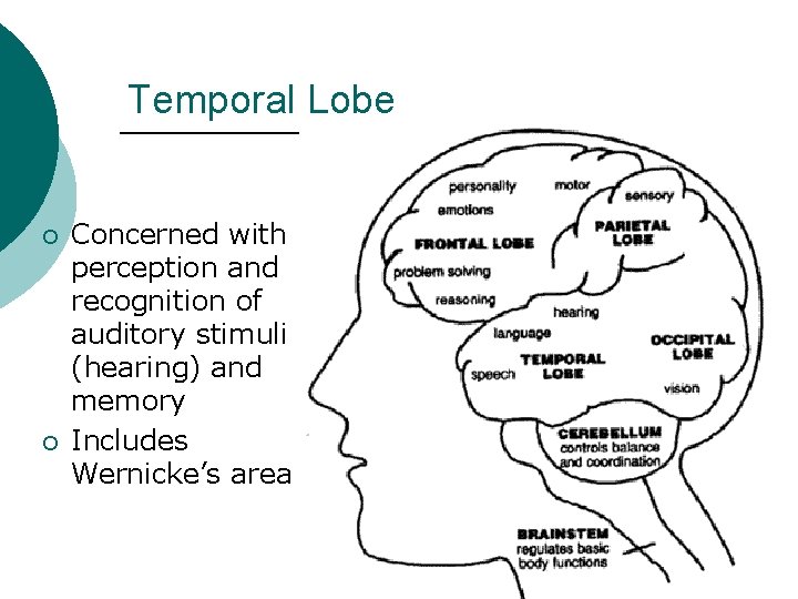 Temporal Lobe ¡ ¡ Concerned with perception and recognition of auditory stimuli (hearing) and