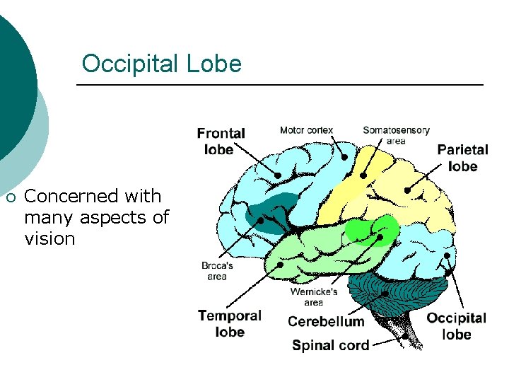 Occipital Lobe ¡ Concerned with many aspects of vision 
