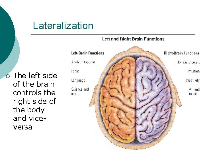 Lateralization ¡ The left side of the brain controls the right side of the